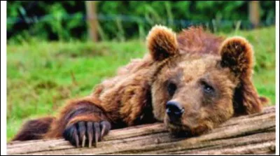 Quel est cet animal ?