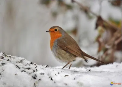 Quel est cet oiseau ?
