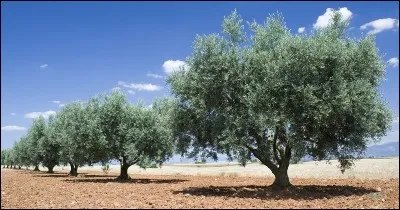 Ma chaîne est France 2, j'anime "Fort Boyard". Qui suis-je ?