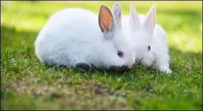 Quels sont ces animaux ?