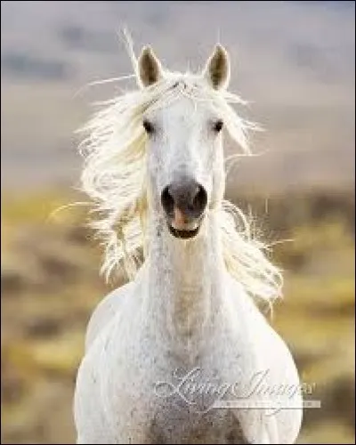 Quel est cet animal ?