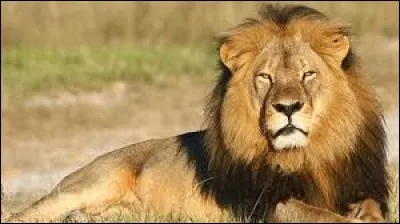 Quel est cet animal ?