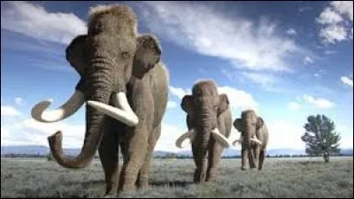 Quels sont ces animaux ?