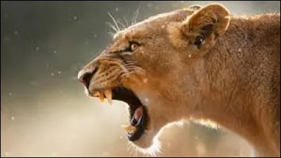 Quel est cet animal ?