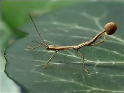 Pour que les jeunes phasmes ne restent pas bloqués dans les ufs, lors de l'éclosion, il faut...