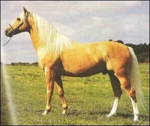 Quelle est la robe de ce cheval ?
