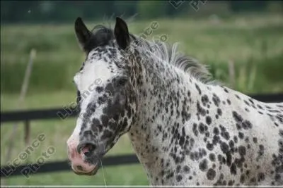 Quelle est la robe de ce cheval ?