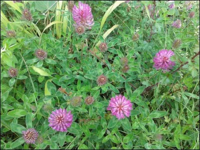 Et enfin, une petite escapade dans les prés danois pour se détendre.
De quelle plante sont ces fleurs ?