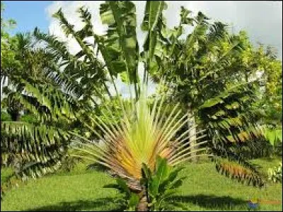 Quel nom donne-t-on à cet arbre emblème de Madagascar ?