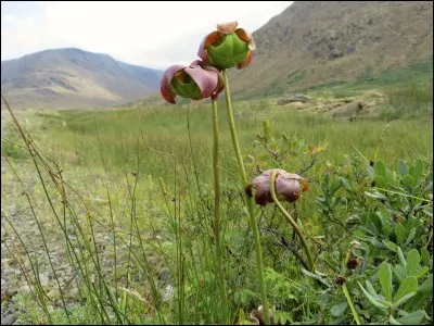 La sarracénie pourpre est l'emblème d'une province du Canada. Quel est cet État dont la capitale a pour nom St. John's ?