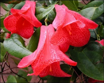 Cette superbe fleur porte un nom curieux : le copihue. Mais ce sont des larmes de sang transformées selon la légende et cela est beau. Elle est l'emblème végétal d'un pays bordé par le Pacifique, la cordillère des Andes et le désert d'Atacama.
