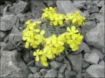 Celle-ci paraît modeste mais elle porte le nom d'un botaniste hongrois ; c'est la degenia velebitica. De quel pays, connu pour ses splendides lacs de Plitvice, est-elle l'emblème végétal ?