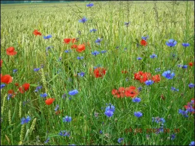 Voilà l'emblème floral de la France si on ajoute les marguerites.