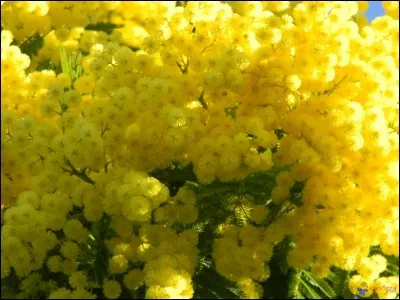 Un petit tour aux antipodes, sur une île-continent, pour y voir ce lumineux spécimen nommé mimosa doré. Où allons-nous ?