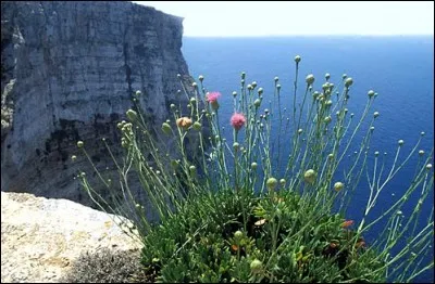 Cheirolophus crassifolius, oui, un peu difficile à retenir. Néanmoins elle est la plante nationale de l'État entré dans l'UE lors des 5e et 6e élargissements, lequel ?