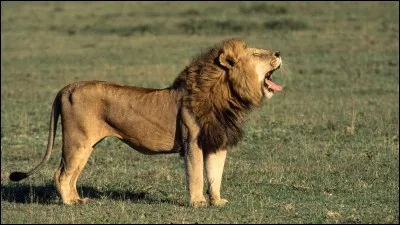 Le lion rugit.