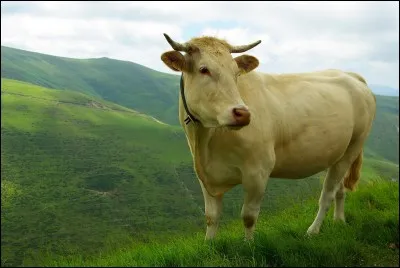 La vache répond.