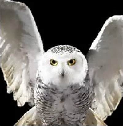 Hedwige est l'animal de compagnie de Harry. C'est ...