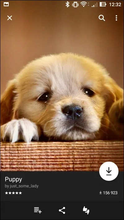 Quel animal vois-tu sur cette image ?