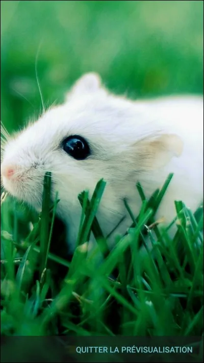 Quel animal vois-tu sur cette image ?