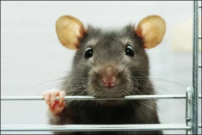 Pour ce pr&eacute;nom, je vous laisse faire votre cuisine !