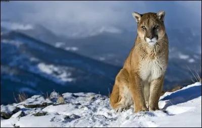 Je me suis sacrifiée pour des chats qui ne faisaient partie d'aucun clan. Qui suis-je ?