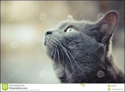 Je suis morte en essayant d'échapper aux chiens. Qui suis-je ?