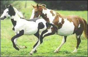 Quel est le nom de cette robe ?