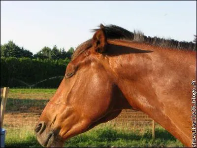 Que veut dire un cheval quand ses oreilles sont en arrire ?