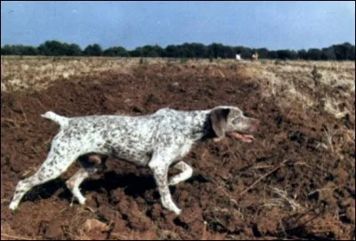 Pas courant pour un chien.
