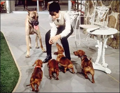 Chien mal &eacute;lev&eacute;.