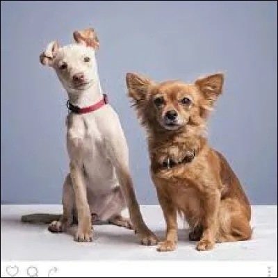 Comment s'appellent ces deux chiennes ?