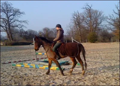 Combien y a-t-il de temps quand un cheval est au pas ?