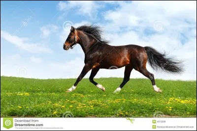 Combien y a-t-il de temps quand un cheval est au trot ?