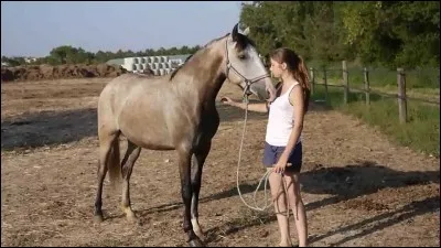 Pour monter à cheval, on monte à :