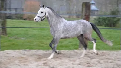 Comment s'appelle la petite bosse que tous les chevaux ont entre l'encolure et le dos ?