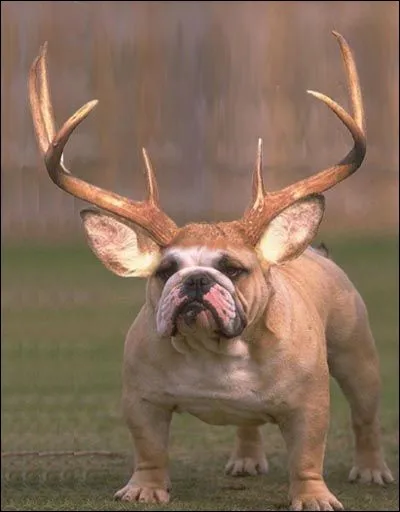 Qu'appelle-t-on un chien-cerf ?