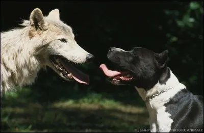 Dans quelle fable de la Fontaine peut-on lire "Attaché ? dit le loup, vous ne courez donc pas où vous voulez - Pas toujours mais qu'importe ? - Il importe si bien que de tous vos repas, je ne veux en aucune sorte"?