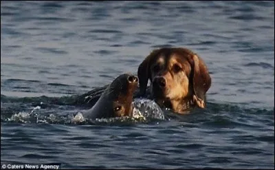 Qu'est-ce qui ne peut pas être appelé chien de mer ?
