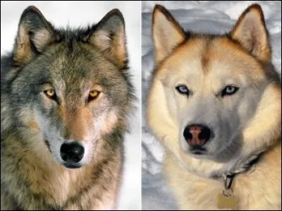 Qui a écrit "Entre chiens et loups" ?