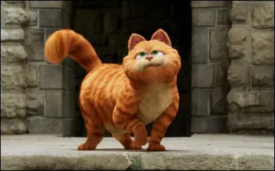 Quel est le nom de ce chat ?