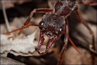 Quelle fourmi est la plus grande du monde ?