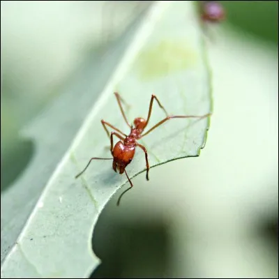 Quelle est la fourmi coupeuse de feuilles ?
