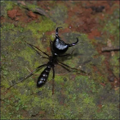 Quelle fourmi vit en Afrique ?