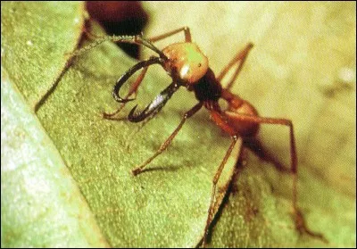 Où habitent les fourmis légionnaires ?