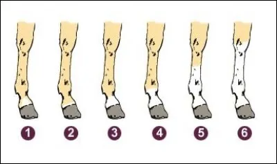 Comment appelle t-on la marque blanche 5 ?