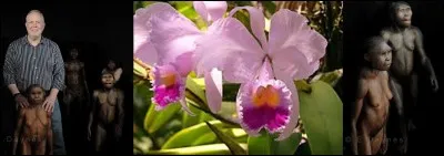 Préhistoire : 
Durant la préhistoire, il y a eu de nombreux représentants du genre « homo » dont nous faisons partie, nous, les « homos sapiens ». Certains « homos » ont disparu avant que l'homo sapiens apparaisse. D'autres sont apparus et ont disparu pendant l'existence de « l'homo sapiens » (entre -200 000 et actuellement).
Quel représentant du genre « homo » est apparu et a disparu durant l'existence de « l'homo sapiens » ?