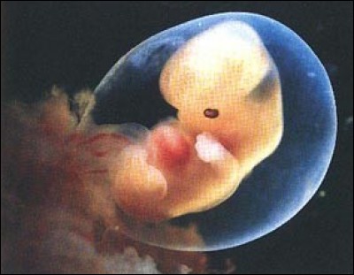 Le génome d'un embryon a été modifié au premier stade de son développement.