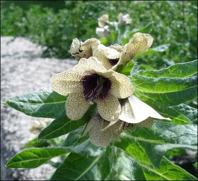 Quelle plante est le symbole de l'hyperesthésie, exagération physiologique de divers sens ?