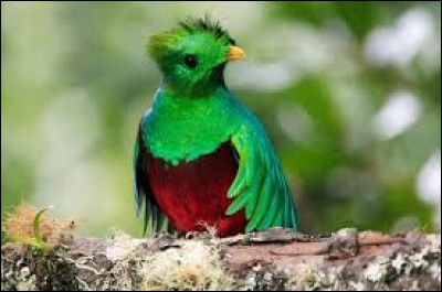 L'oiseau symbole national du Guatemala est un Quetzal.